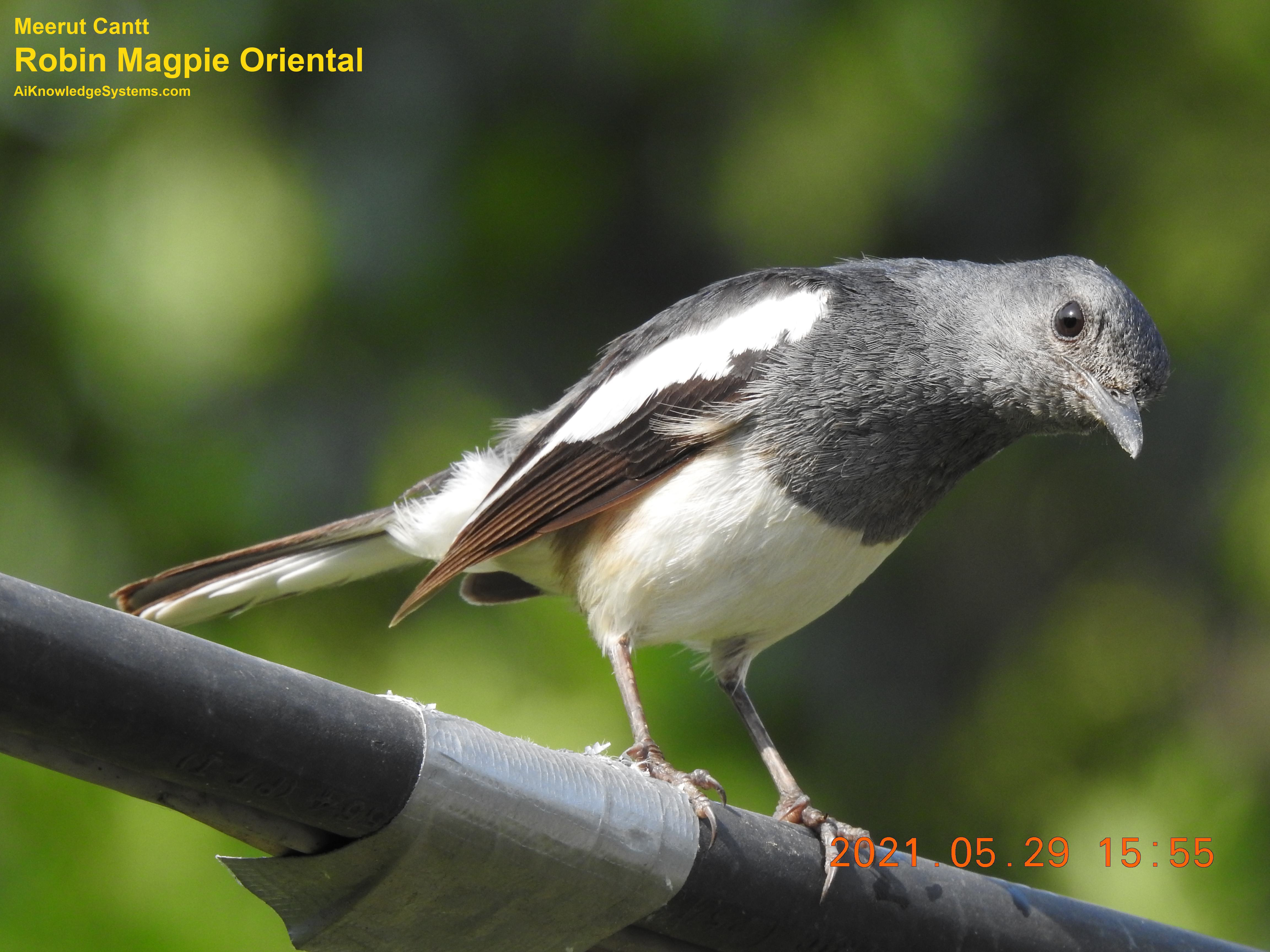 Magpie Robin (55) Coming Soon